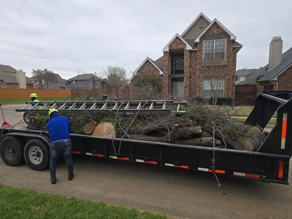 Expert Tree Removal with proper safety equipment in Hartington